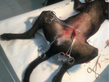 Animal Care Unit Project